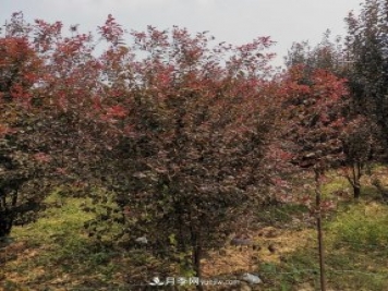 南陽(yáng)紫葉李苗木基地，紫葉李都有哪些優(yōu)點(diǎn)和特點(diǎn)？