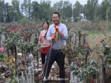 收來(lái)的月季老樁15塊錢(qián)一棵，枯死只能當柴火，走進(jìn)南陽(yáng)內鄉樹(shù)形月季園