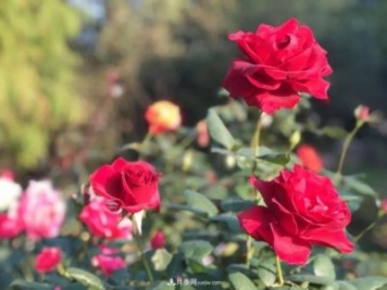 秋日暖陽(yáng)花盛開(kāi)，來(lái)上海濱江森林公園看金秋最美月季花