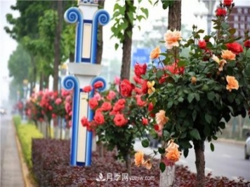 河北北京天津樹(shù)狀月季成風(fēng)景線(xiàn)，四季應該怎么養護？