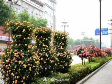 批發(fā)供應月季花瓶、月季花球等藤本造型月季
