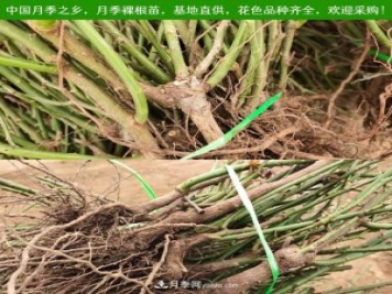 月季裸根苗，2020南陽(yáng)月季裸根苗大量出貨中