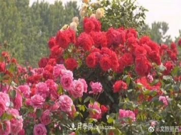 肥西縣三河鎮百畝樹(shù)狀月季園：花開(kāi)正艷，產(chǎn)業(yè)增收