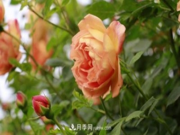 信陽(yáng)百花園的香水月季花廊真美