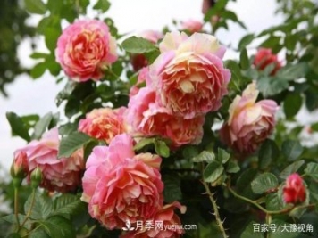河南省各市市花，洛陽(yáng)牡丹最出名，月季最受歡迎
