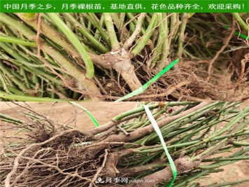 月季裸根苗什么時(shí)候栽種？教你把握最佳時(shí)機栽種