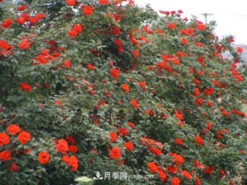 嫦娥奔月月季