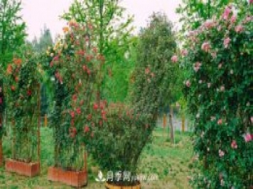 淮安市花月季為什么這樣“紅”？