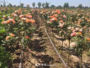 棒棒糖月季樹(shù)和樹(shù)樁月季有什么區別？