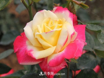 大花月季，大花月季批發(fā)基地