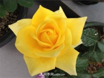 5種高顏值黃色系月季，漂亮又好養