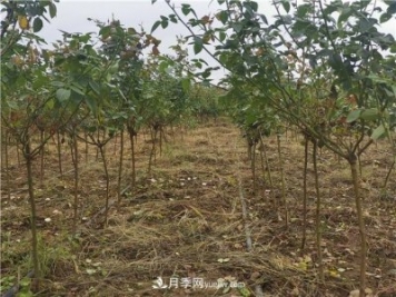 小高桿月季樹(shù)，小青桿月季批發(fā)