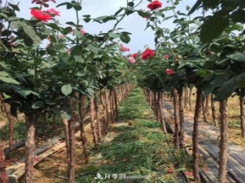 3公分月季樹(shù)，樹(shù)狀月季價(jià)格，小高桿月季基地