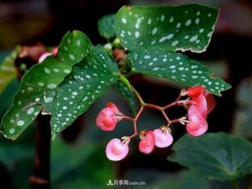 網(wǎng)紅花卉之鱒魚(yú)秋海棠，葉奇花美，如何進(jìn)行日常養護