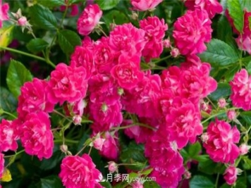 超級?？巳麪査_月季