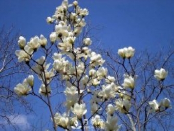南陽(yáng)南召：玉蘭花大全，5種玉蘭簡(jiǎn)介