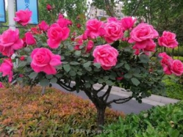 河南樹(shù)狀月季種植對環(huán)境有什么要求？