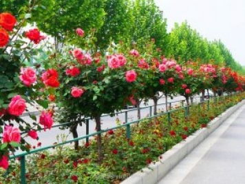 樹(shù)狀月季花在成長(cháng)過(guò)程中應該如何修剪？