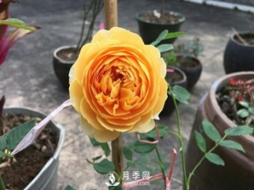 盆栽月季樹(shù)養植常見(jiàn)問(wèn)題有哪些？