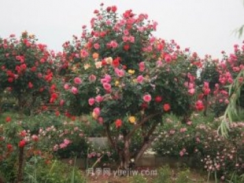 國內月季八成市場(chǎng)來(lái)自河南南陽(yáng)，年產(chǎn)值25億