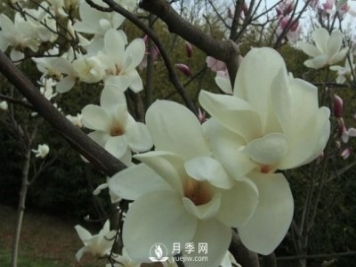 河南白玉蘭有哪些藥用價(jià)值？