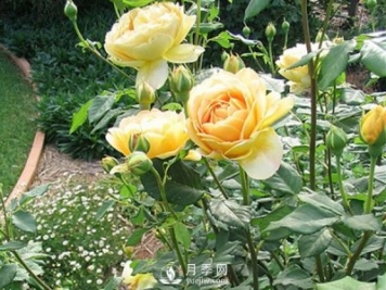 樹(shù)狀月季蚧殼蟲(chóng)的防治方法你知道嗎？