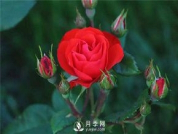 北京紅月季，國月豐花月季推薦