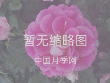 十大耐陰爬藤月季品種有哪些？