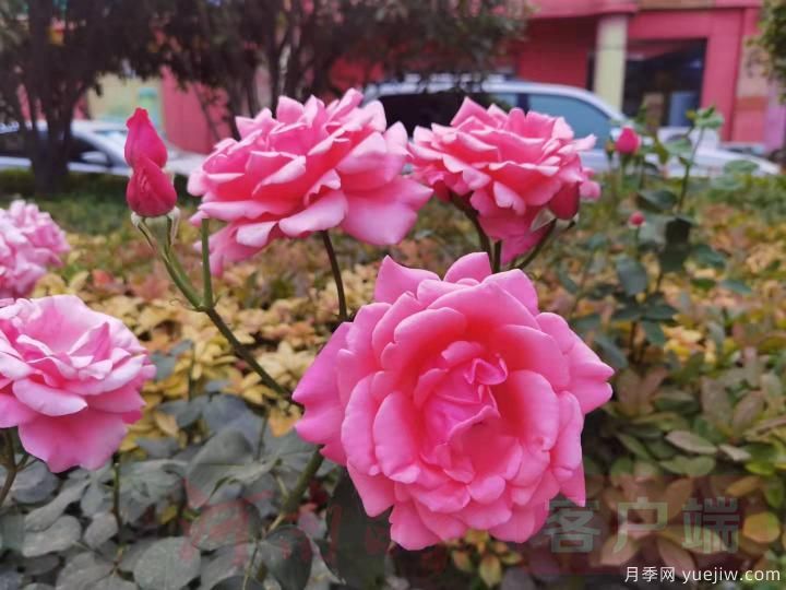 南陽(yáng)月季暢銷(xiāo)全國，美麗經(jīng)濟再綻芳華(圖2)