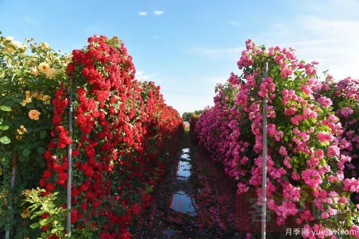 南陽(yáng)月季暢銷(xiāo)全國，美麗經(jīng)濟再綻芳華(圖3)