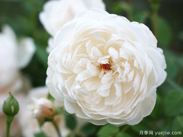 推薦15種超美的歐月月季任你選，開(kāi)花多花量大(圖3)