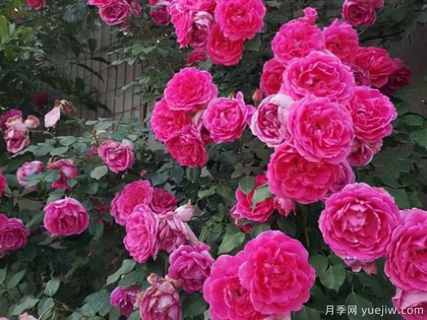 不容錯過(guò)的一款藤本月季，大游行輕松開(kāi)出一片花墻(圖2)