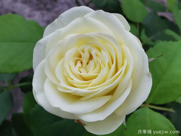 奶綠色的奶油龍沙，像一顆顆奶油蛋糕(圖1)