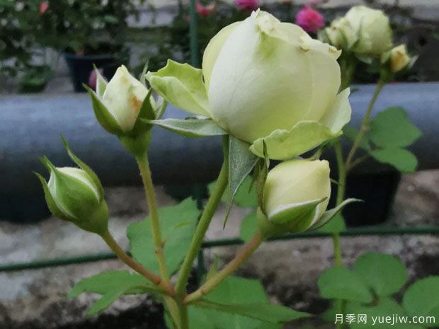 奶綠色的奶油龍沙，像一顆顆奶油蛋糕(圖2)