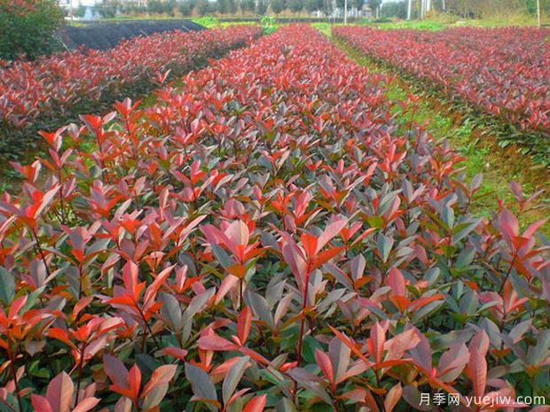 紅葉石楠的種植條件有什么要求？(圖1)