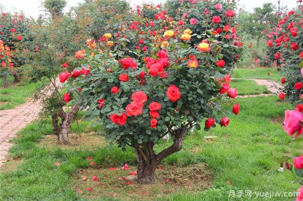 超百年的古樁月季，一樹(shù)花開(kāi)多色，世上罕見(jiàn)(圖1)