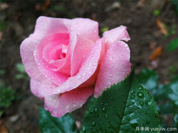 室內種植月季花應注意什么？(圖1)