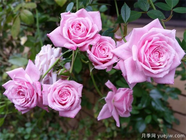 月季花有什么用？(圖1)