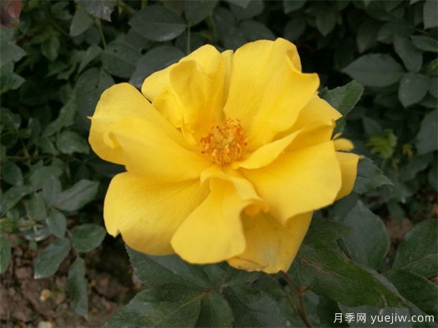 月季不愛(ài)生長(cháng)是什么原因？具體分析(圖1)
