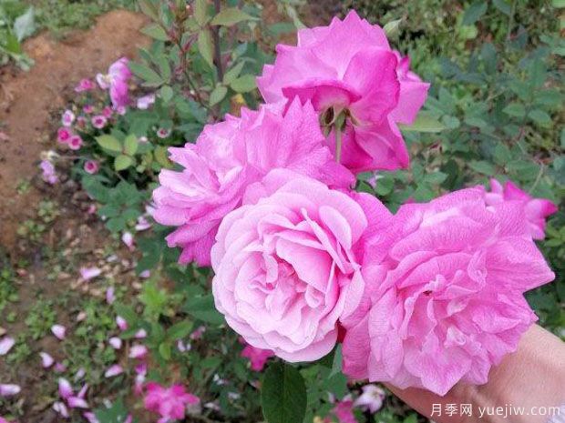 中國10大古老月季品種有哪些？花美花期長(cháng)(圖2)