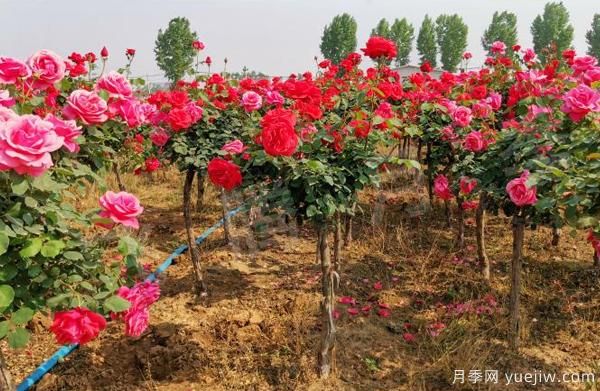 決定樹(shù)狀月季嫁接成活率的要素有什么？(圖1)