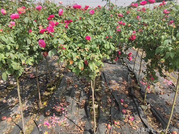 南陽(yáng)2公分棒棒糖月季的好品種，遙遠的鼓聲推薦給花友們(圖1)