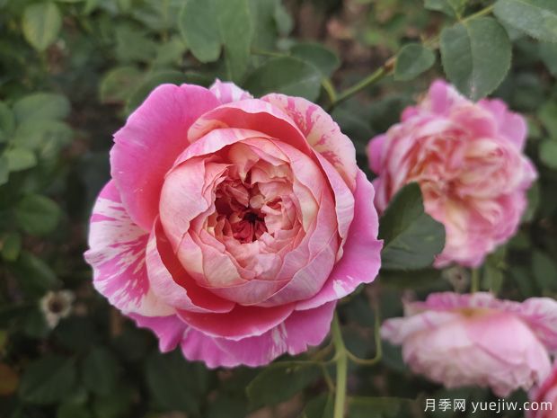8個(gè)月季勤花品種，一年四季開(kāi)花不斷(圖3)