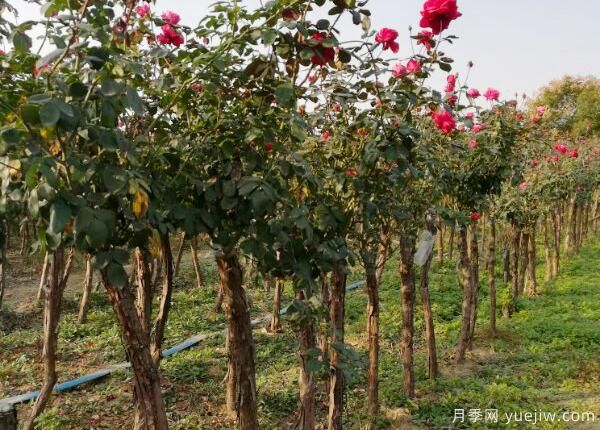 樹(shù)狀月季用什么樹(shù)嫁接？樹(shù)狀月季的嫁接方法介紹(圖1)