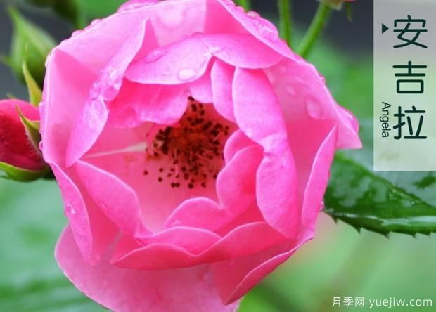 怎樣通過(guò)修剪培養月季花筍芽？(圖1)