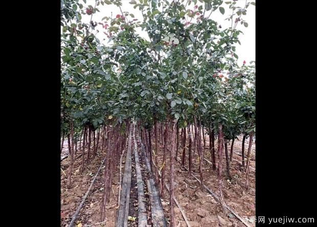 怎樣用淘米水澆月季花？(圖1)
