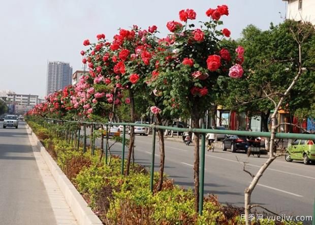 月季萌芽期，養護抓住這幾點(diǎn)不斷爆盆(圖1)