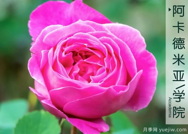 什么是激素苗？(圖1)