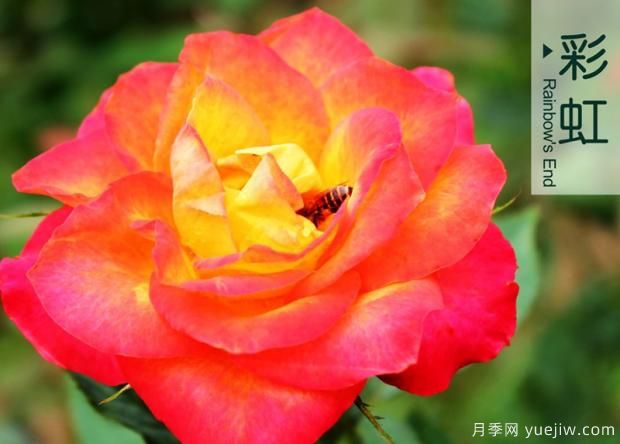 如何合理使用化學(xué)藥劑種好月季花？(圖1)