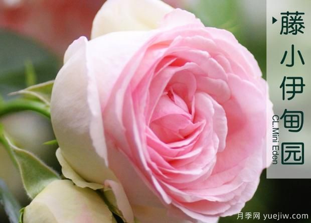 如何防止月季扦插“假活現象”？(圖1)
